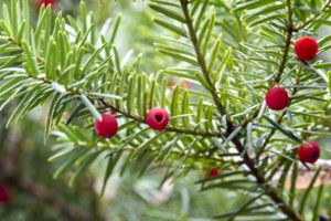 Į antrą pusę persiritęs gruodis pateiks pavasariui būdingų staigmenų