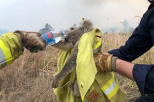 Australijoje nuo miškų gaisrų gelbėjamos koalos