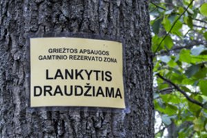 Punios šilo likimas teisme: aplinkos ministerija taps atsakovu, buvęs ministras – liudytoju