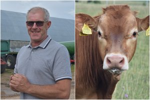 Neišduoda prancūzų – už veislinius bulius jiems kloja tūkstančius eurų