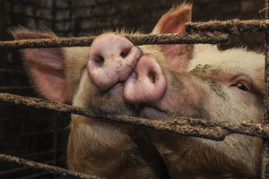 Kiaulių supirkimo kainos šiemet didėjo