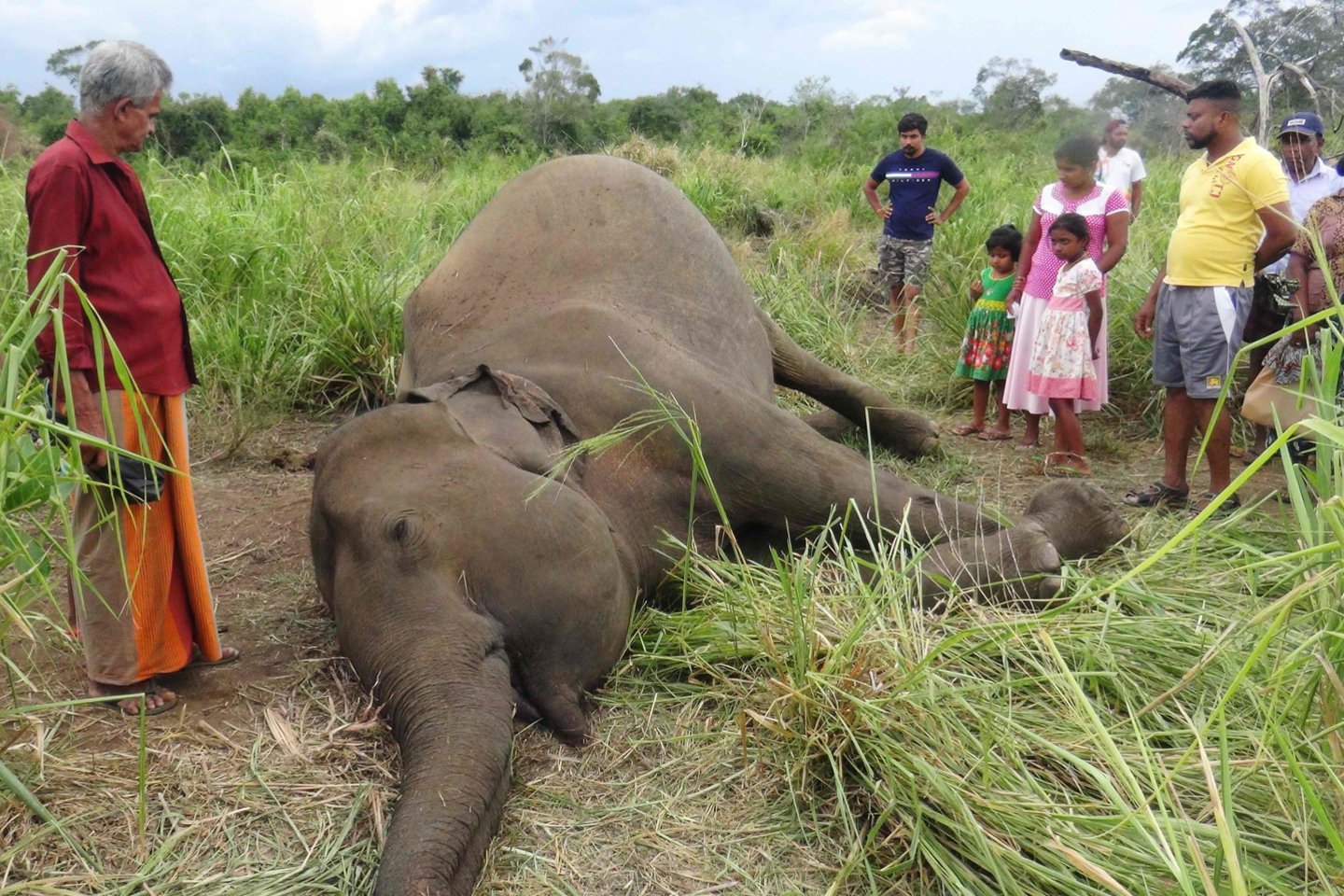 Dramblių ir žmonių konfliktas yra vienas plačiausiai pasaulyje žinomų konfliktų pavyzdžių. Žmonės naikina natūralias buveines, jas paverčia žemės ūkio naudmenomis.<br> Scanpix/AFP/Reuters nuotr.