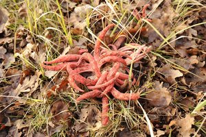 Lietuvoje aptikti dygstantys velnio pirštai – tokių anksčiau nebuvo