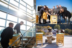 Įkvepiantis pavyzdys: judrioje Vilniaus vietoje ant stogo įkurdino bites