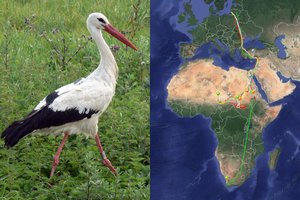 Lietuvos mokslininkų pažymėtas gandras sėkmingai pasiekė savo tikslą