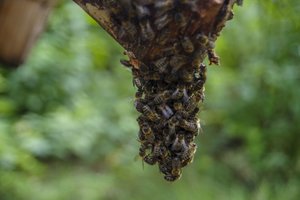 Lietuvių mokslininkų atradimas: išnykusiomis laikytos bitės aptiktos senose giriose