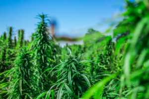 Mato galimybę užsidirbti: iš 1 hektaro – iki 5000 eurų