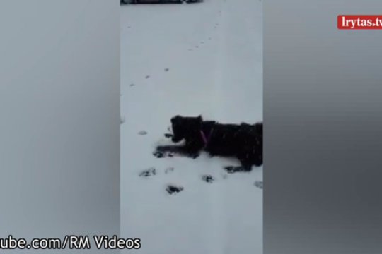 Žiemos sulaukusio šuns reakcija į sniegą tirpdo širdis