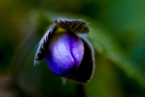 Vilniaus pašonėje prieš Kalėdas pražydo žibutės