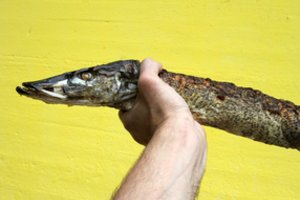 Per šventes valgysite žuvį? Gamtininkai ragina atkreipti vieną svarbią taisyklę