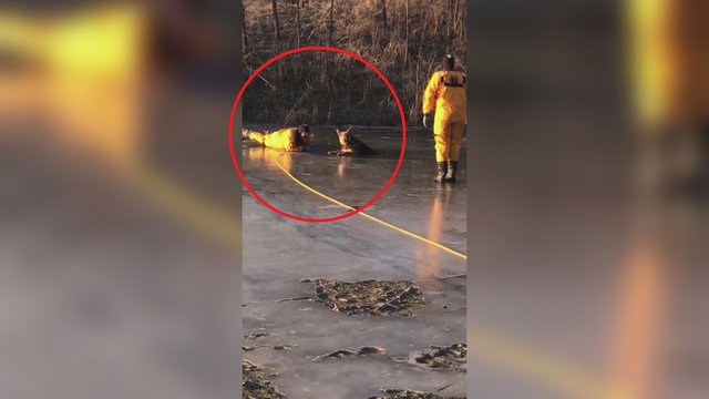 Neeilinis ugniagesių poelgis: nepabūgę plono ledo išgelbėjo į bėdą patekusį gyvūną