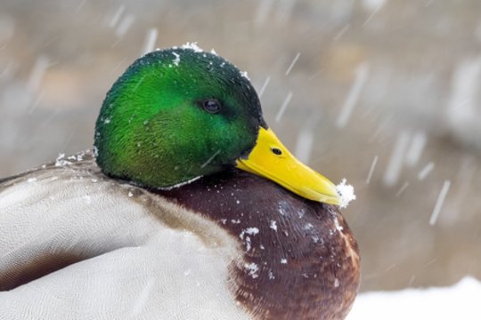 Orų prognozė: sulauksime šaltuko, bet į metų galą ir vėl viskas pasikeis