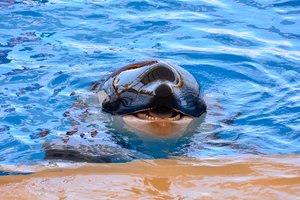 Plėšrusis jūrų žinduolis ne tik išrado naują medžioklės būdą, bet primokė ir kitus
