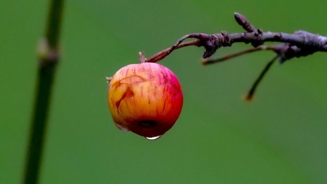 Sinoptikai įspėja: netikėtumai per Naujuosius metus jus nustebins