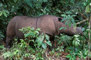 Tanzanijoje nugaišo seniausiu pasaulyje laikytas 57 metų raganosis