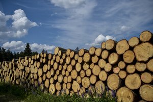 Vyriausybė pritarė miškų kirtimų ribojimui saugomose teritorijose