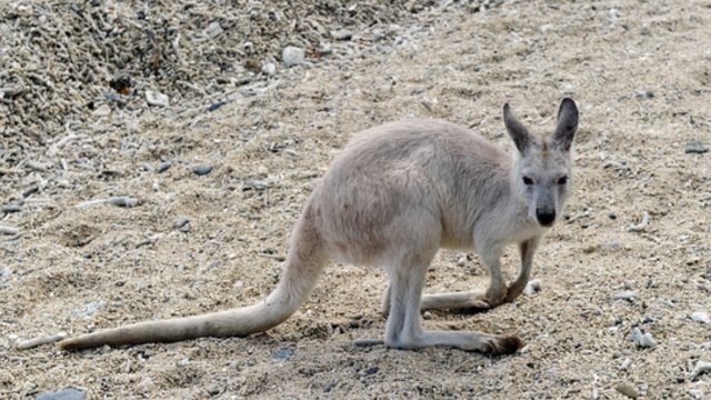 Užfiksuoti neraminantys vaizdai: persigandusios kengūros priverstos bėgti nuo gaisrų