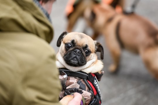 Prieš pat Naujuosius turite padaryti kelis dalykus: išgelbės jus ir jūsų augintinį