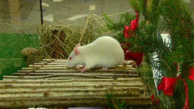 Baltosios žiurkės metais gyventojai ruošiasi taupyti ir skubėti