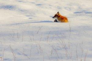 Metų gamtos vaizdai: gražiausi fotografo Vlado Ščiavinsko įamžinti kadrai