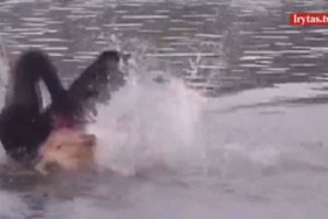 Auksinis rertriveris panoro išsimaudyti, bet teko skubiai nešti kudlas