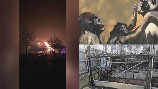Skaudi nelaimė zoologijos sode – per kilusį gaisrą žuvo dešimtys gyvūnų