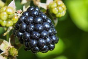 Gervuogės – puskrūmis, kuris turėtų atrasti vietą kiekviename sode