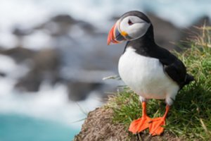 Šiaurėje gyvenančio paukščio poelgis nustebino mokslininkus