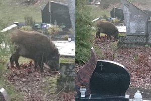 Įžūlūs šernai atakuoja Jurbarką – ėmė knisti net žmonių kapus