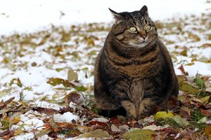 Jei jūsų katė niekada neišeina į lauką, privalote tai perskaityti