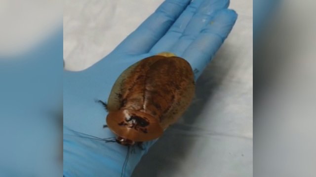Sibire atlikta neeilinė operacija: išgelbėta įspūdingo dydžio tarakono patelė