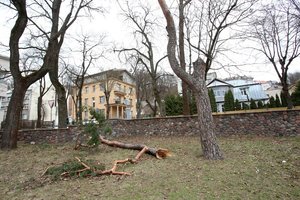 Dėl stipraus vėjo virto medžiai, be elektros buvo 10 tūkst. vartotojų 