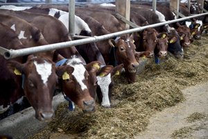 Konstitucinis Teismas nagrinės bylą dėl pieno supirkimo reguliavimo tvarkos