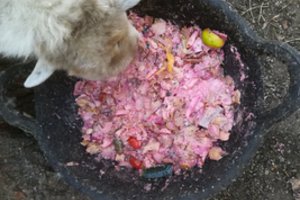 „HBH“ ožkų loviuose aptiko šlykštų radinį: maitino šonkauliais, dantų krapštukais ir čekiais