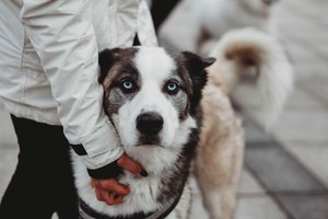 Paspausti „Patinka“ tapo stebuklu beglobiams gyvūnams – surinkta net 21 tūkst. porcijų!