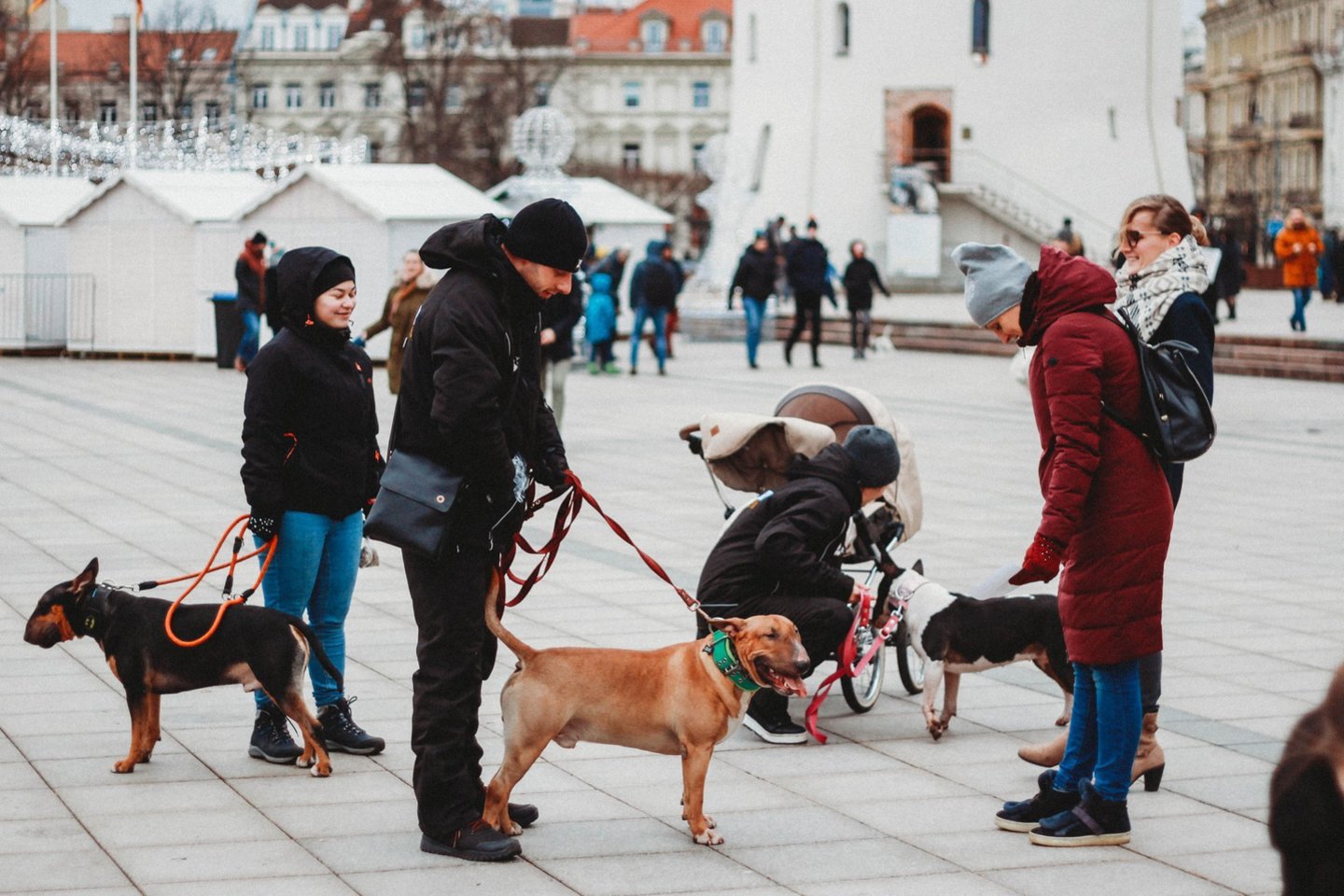 Akcija „Parodyk augintiniui eglutę 2019“ tradiciškai kvietė visus gyvūnų mylėtojus kartu su savo keturkojais draugais prieš Kalėdas atvykti į renginį Vilniaus Katedros aikštėje.<br> Organizatorių nuotr.