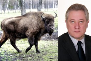 Stumbro patelę nušovusiam valstiečiui – protokolas: užmušė vieną labiausiai saugomų gyvūnų