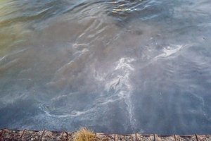 „Grigeo Klaipėda“ į Kuršių marias leido nevalytas srutas, žala gamtai – dešimtys milijonų