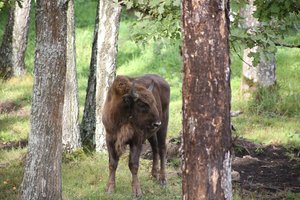 Stumbrę nušovusio valstiečio medžiotojų kompanija – po devyniais užraktais
