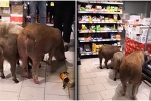 Nufilmavo kiaulių puotą parduotuvėje: šlamštė žalėsius ir gėrė konjaką