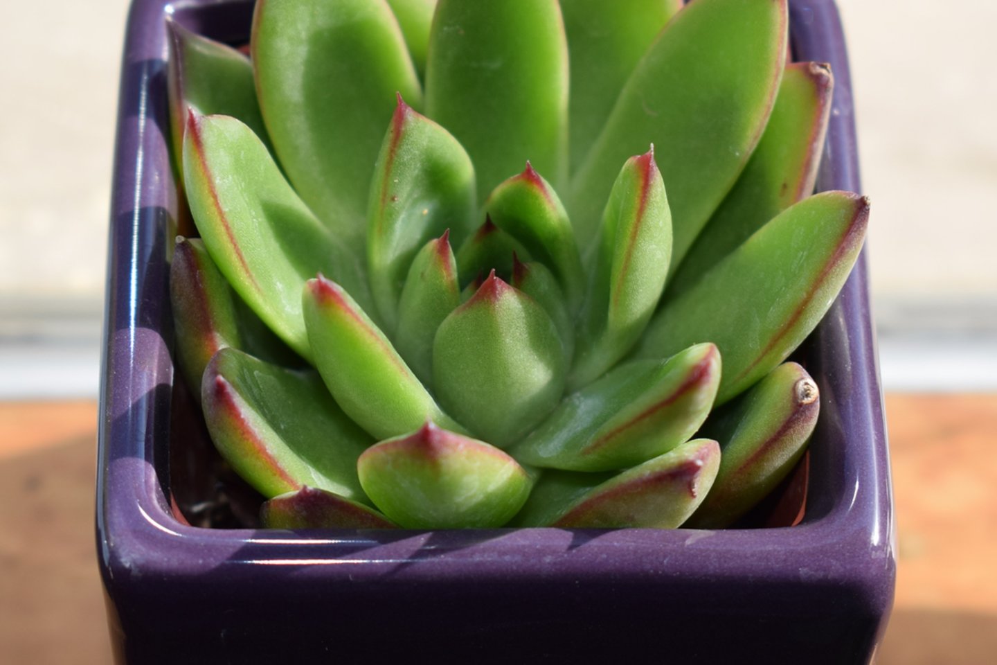 Mokslininkai įrodė, kad augalai ant darbo stalo išties padeda sumažinti stresą.<br>pixabay.com nuotr.
