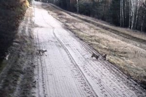 Pasienyje su Baltarusija kameros užfiksavo keturis itin retus miškų gyventojus