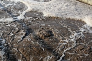 „Grigeo“ padaryta žala gamtai gali siekti net 130 mln. eurų