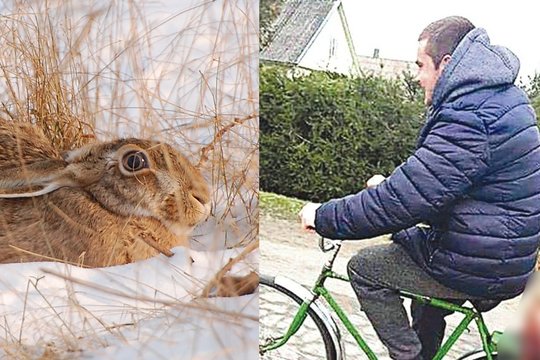 Jaunų vyrų poelgis su negyvu kiškiu šiurpino Anykščių raj. gyventojus