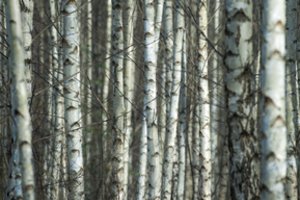 Beržas – ne šiaip medis: štai kuo jis naudingas sveikatai