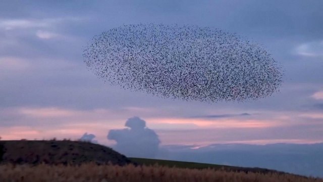 Danguje nufilmuotas unikalus reginys – migruojančių varnėnų šokis