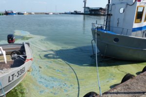 Lietuvos atsiprašęs „Grigeo“ prezidentas kurs fondą Kuršių marioms tvarkyti