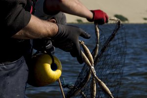 Ragina uždrausti verslinę žvejybą Kuršių mariose