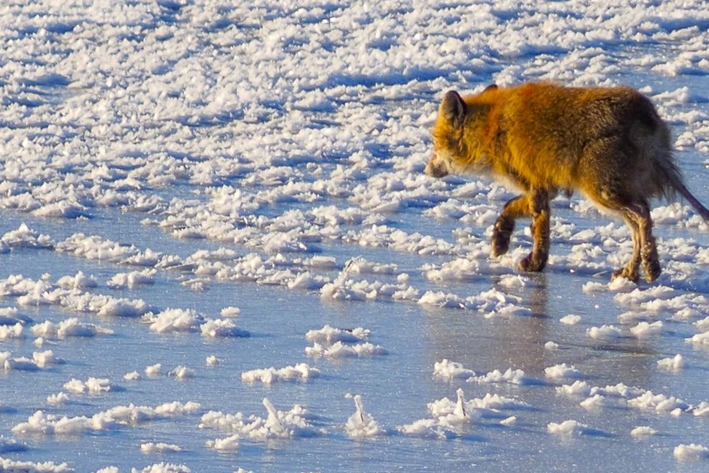 Gilūs žiemos šalčiai yra vis retesnis reiškinys mūsų šalyje.<br>V.Ščiavinsko nuotr.
