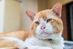 14 metų nežinia kur klajojęs katinas grįžo pas šeimininkus nugaišti